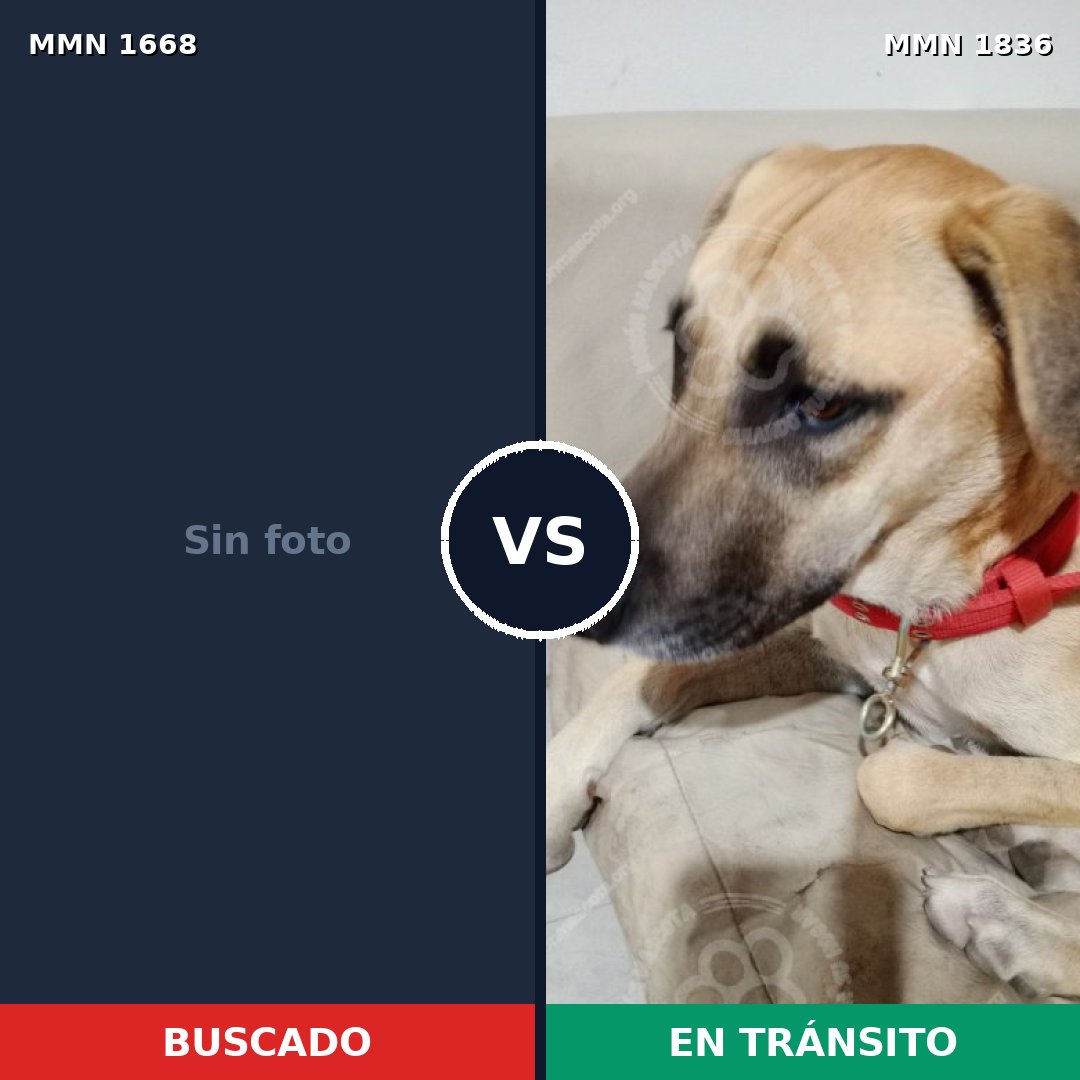 Comparativa MMS 41260: mascota perdida y mascota encontrada, 45% de similitud