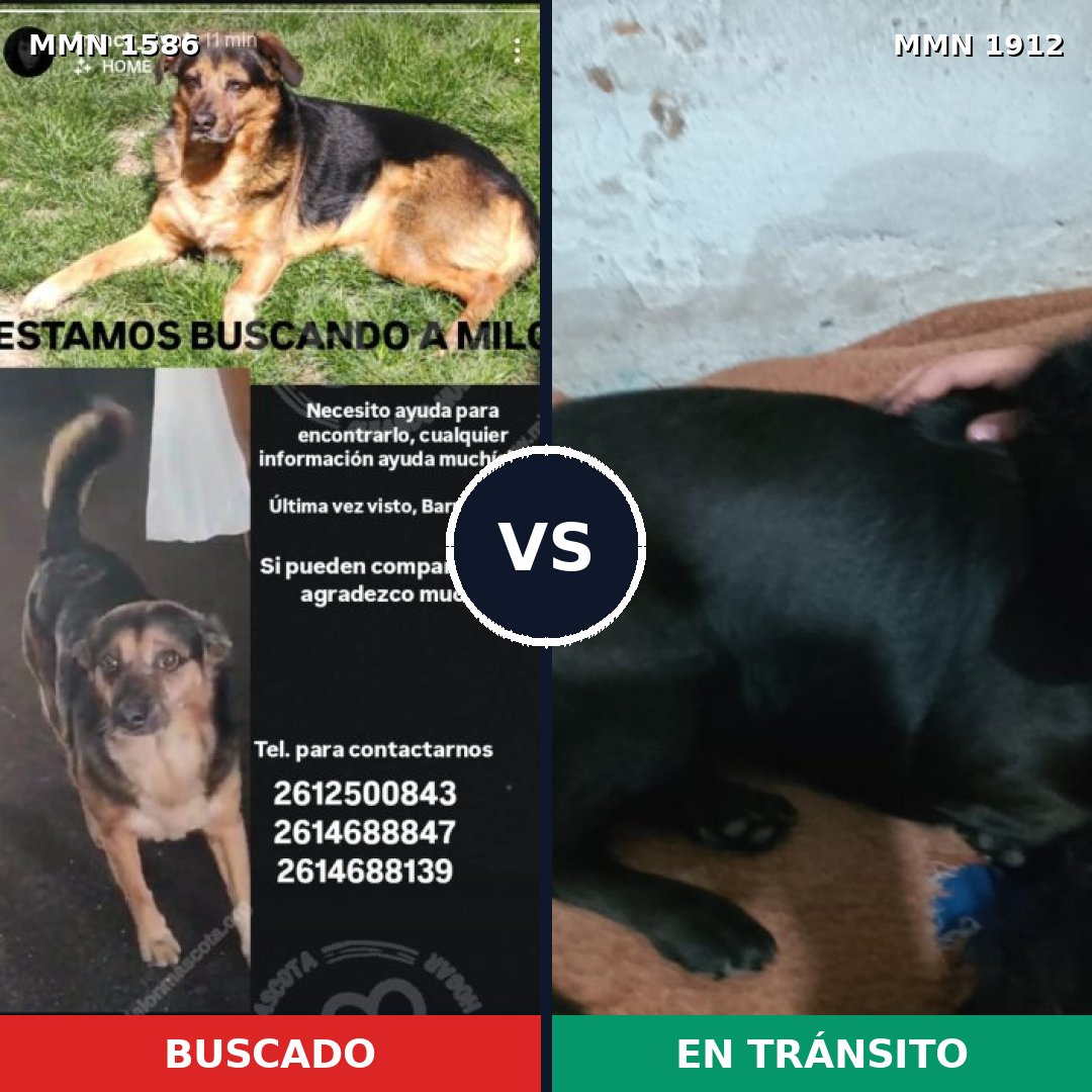 Comparativa MMS 41261: mascota perdida y mascota encontrada, 68% de similitud