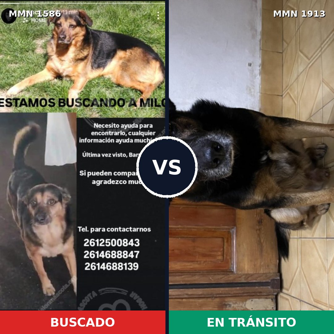 Comparativa MMS 41262: mascota perdida y mascota encontrada, 81% de similitud