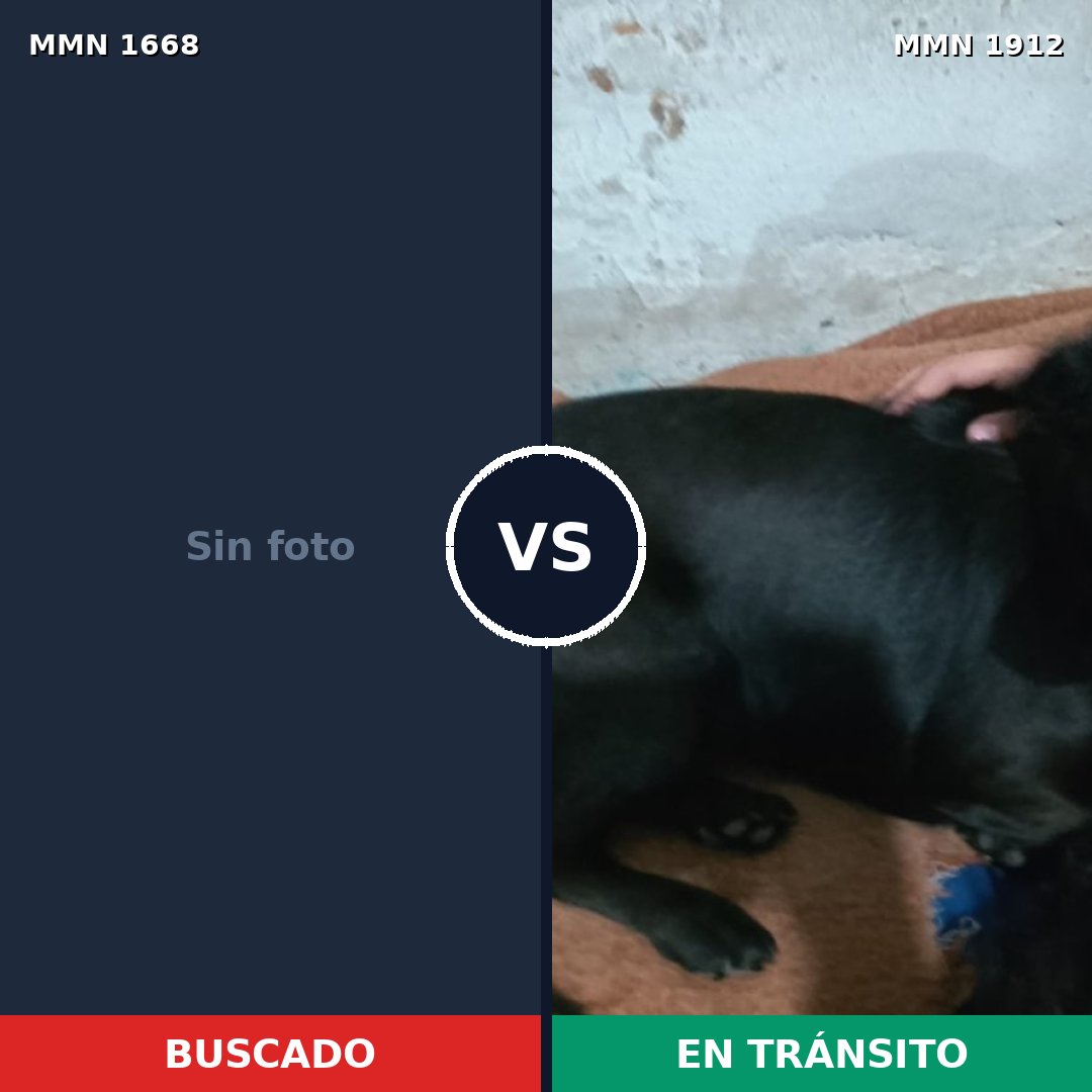 Comparativa MMS 41263: mascota perdida y mascota encontrada, 36% de similitud