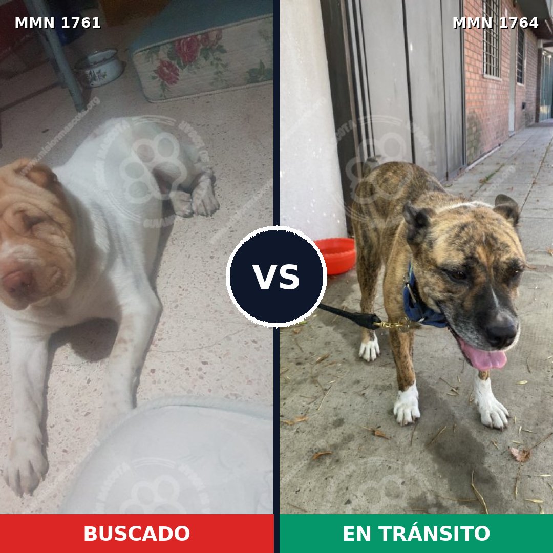 Comparativa MMS 41265: mascota perdida y mascota encontrada, 50% de similitud