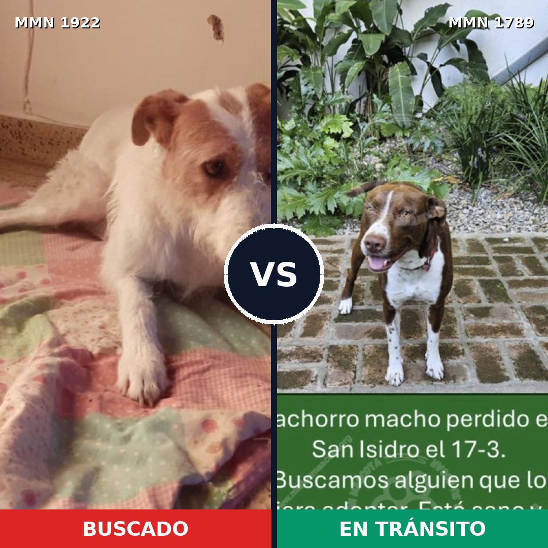 Comparativa MMS 41266: mascota perdida y mascota encontrada, 40% de similitud