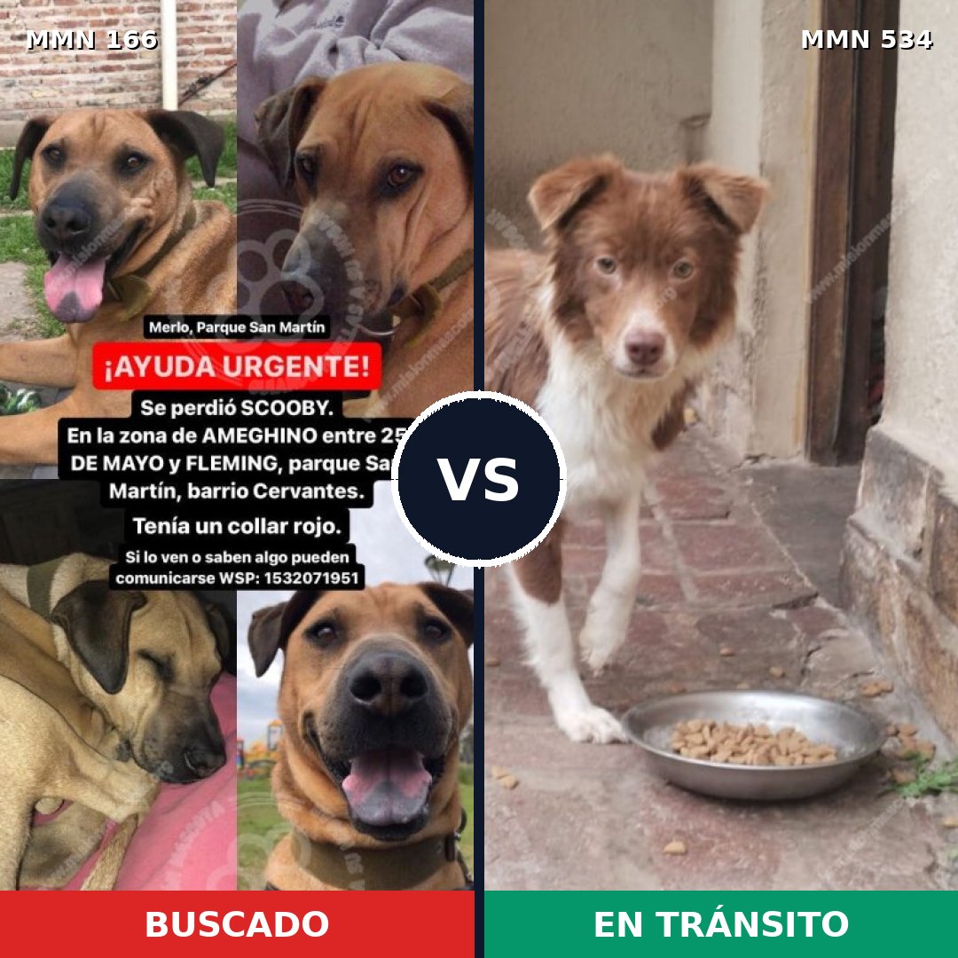 Comparativa MMS 4127: mascota perdida y mascota encontrada, 32% de similitud