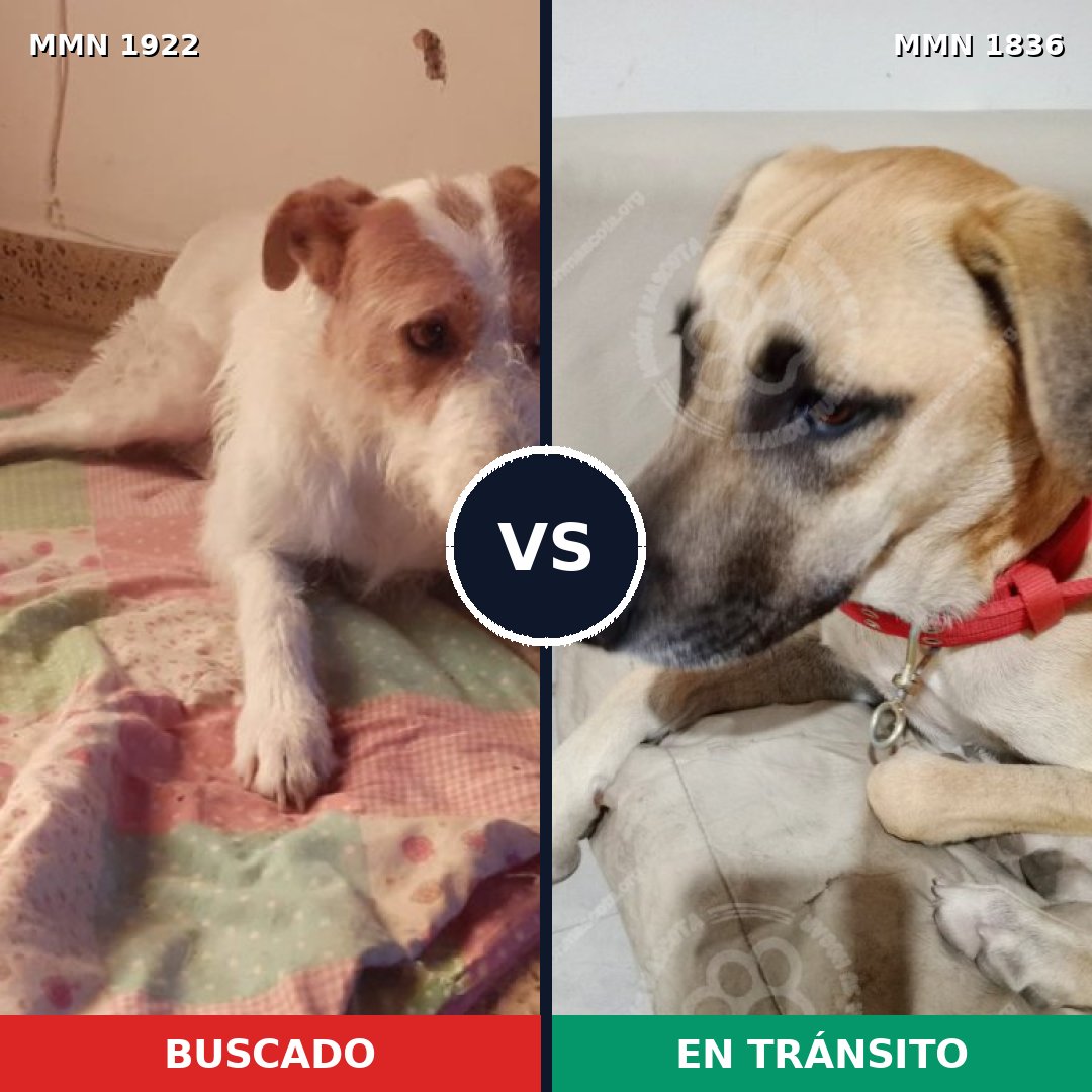 Comparativa MMS 41270: mascota perdida y mascota encontrada, 76% de similitud