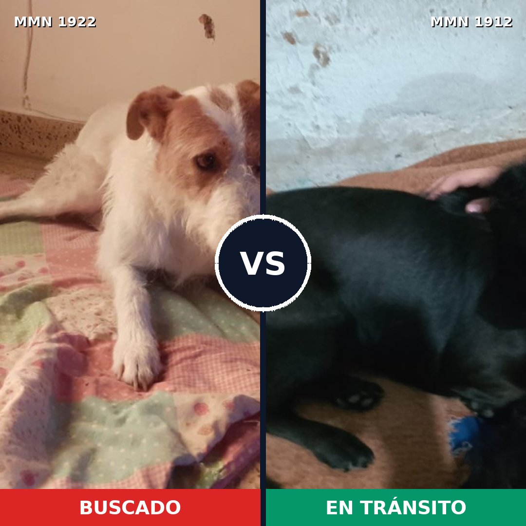 Comparativa MMS 41271: mascota perdida y mascota encontrada, 60% de similitud