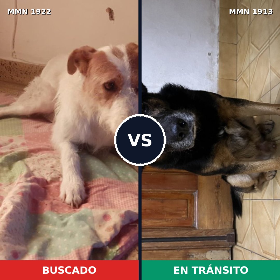 Comparativa MMS 41272: mascota perdida y mascota encontrada, 81% de similitud