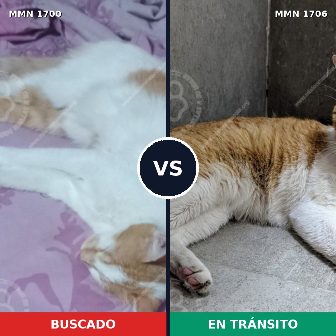 Comparativa MMS 41273: mascota perdida y mascota encontrada, 51% de similitud