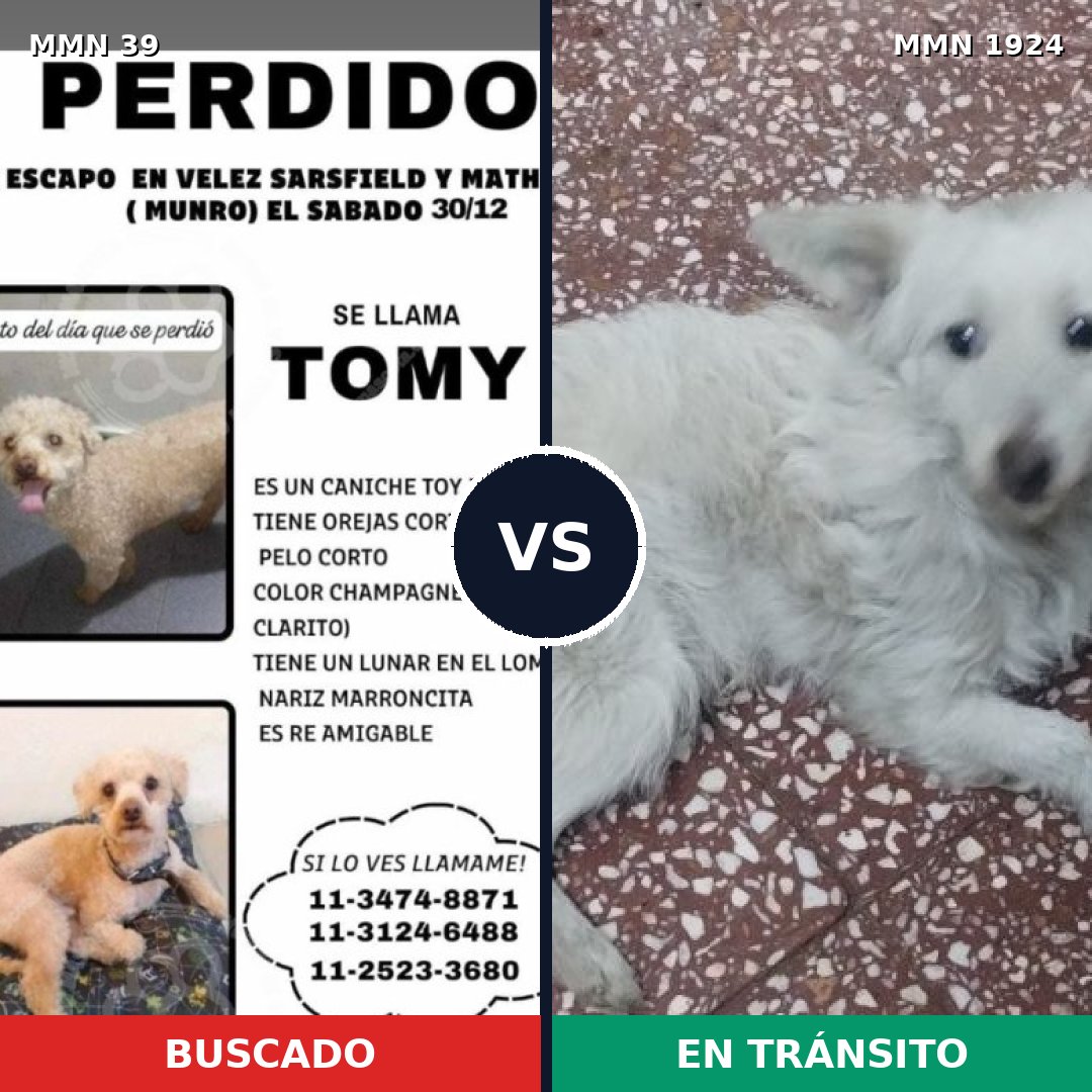Comparativa MMS 41274: mascota perdida y mascota encontrada, 44% de similitud