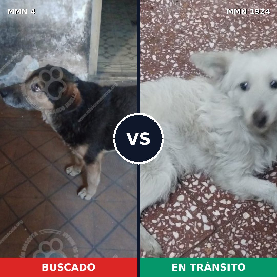 Comparativa MMS 41276: mascota perdida y mascota encontrada, 54% de similitud