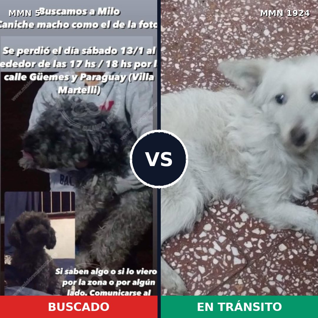 Comparativa MMS 41277: mascota perdida y mascota encontrada, 50% de similitud