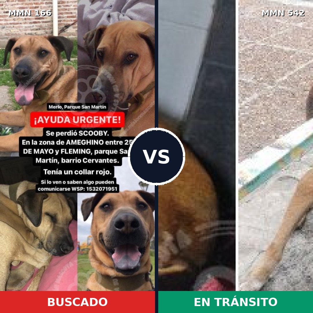 Comparativa MMS 4128: mascota perdida y mascota encontrada, 71% de similitud
