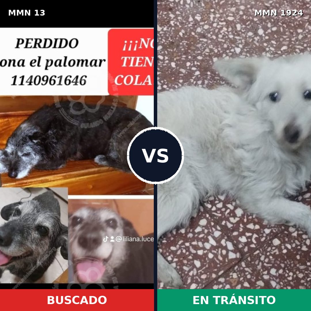 Comparativa MMS 41280: mascota perdida y mascota encontrada, 59% de similitud