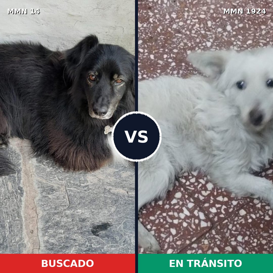 Comparativa MMS 41281: mascota perdida y mascota encontrada, 52% de similitud