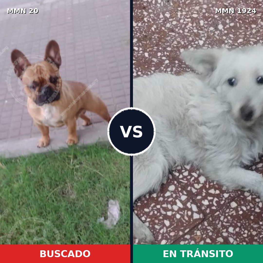 Comparativa MMS 41282: mascota perdida y mascota encontrada, 45% de similitud