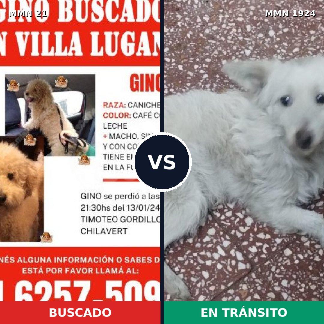 Comparativa MMS 41283: mascota perdida y mascota encontrada, 53% de similitud