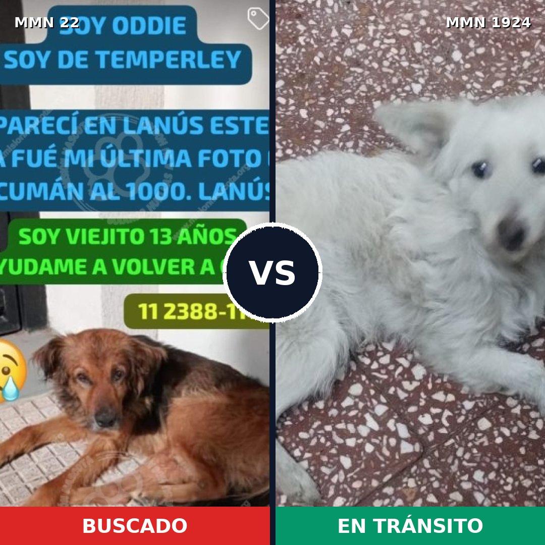 Comparativa MMS 41284: mascota perdida y mascota encontrada, 52% de similitud