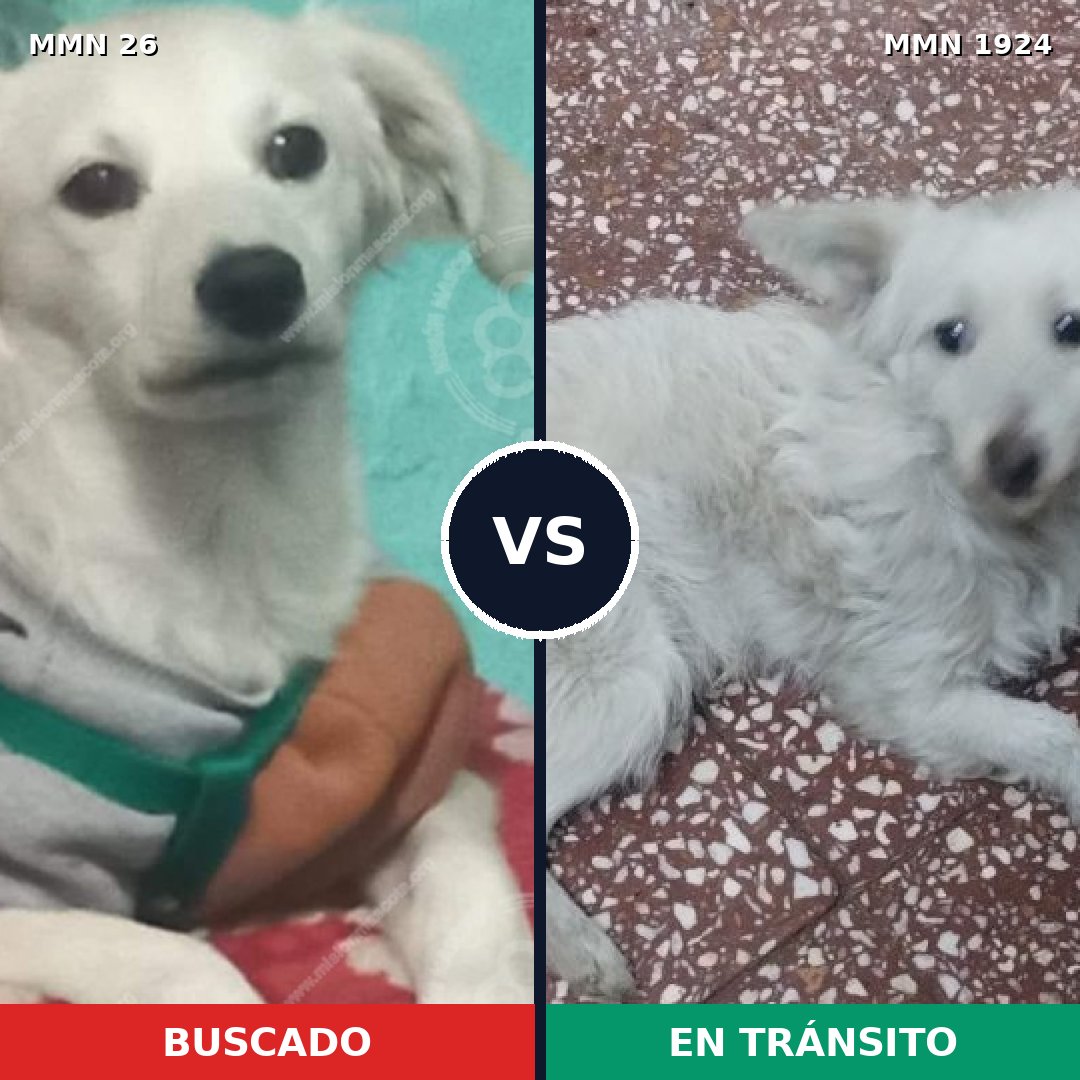 Comparativa MMS 41285: mascota perdida y mascota encontrada, 73% de similitud