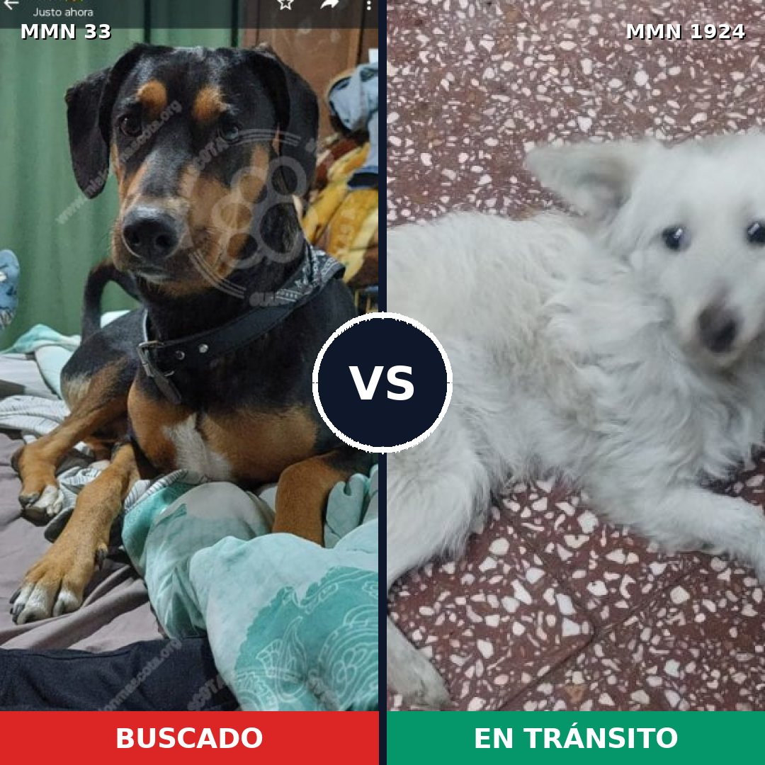 Comparativa MMS 41286: mascota perdida y mascota encontrada, 48% de similitud