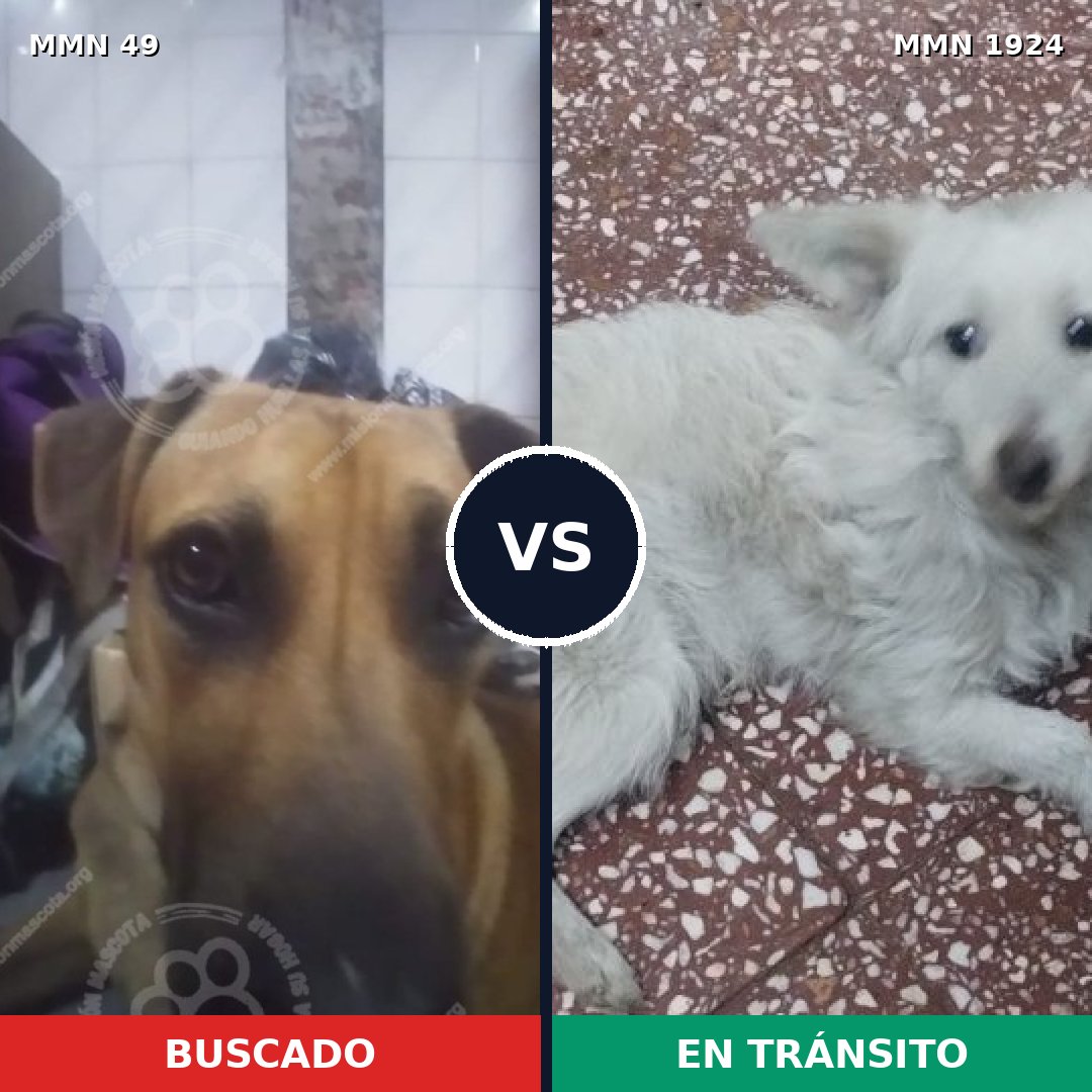 Comparativa MMS 41288: mascota perdida y mascota encontrada, 43% de similitud