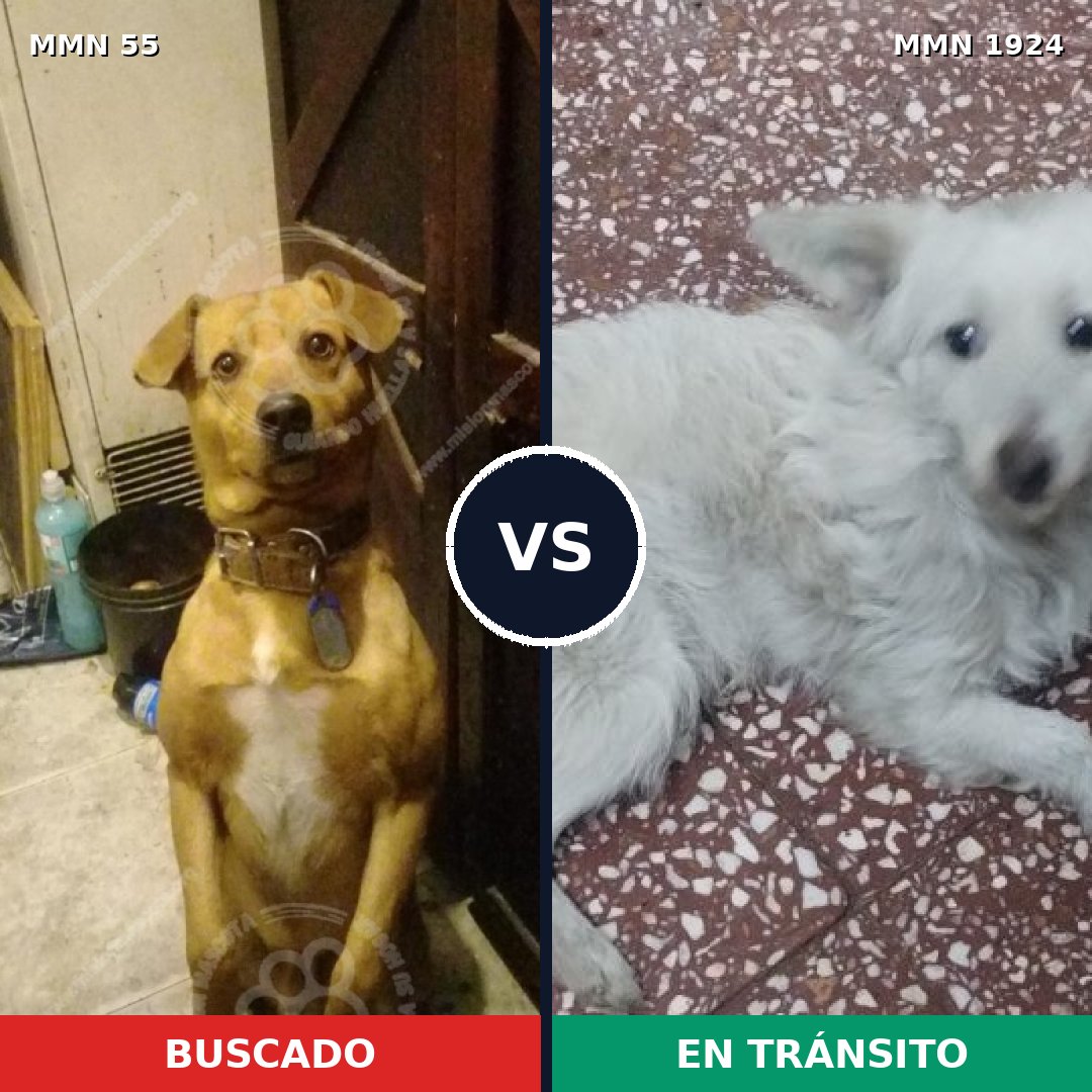 Comparativa MMS 41289: mascota perdida y mascota encontrada, 57% de similitud