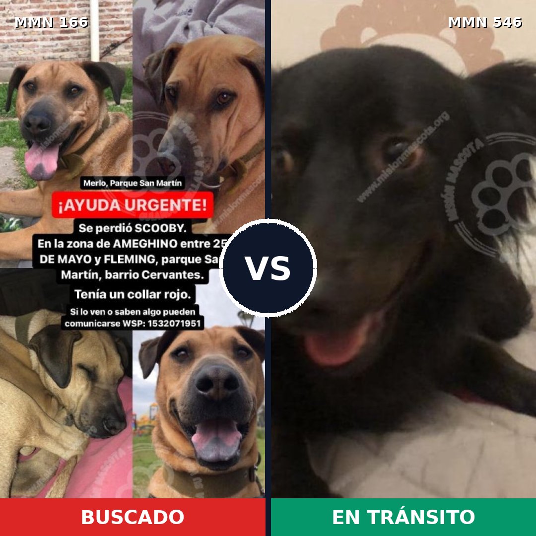 Comparativa MMS 4129: mascota perdida y mascota encontrada, 8% de similitud