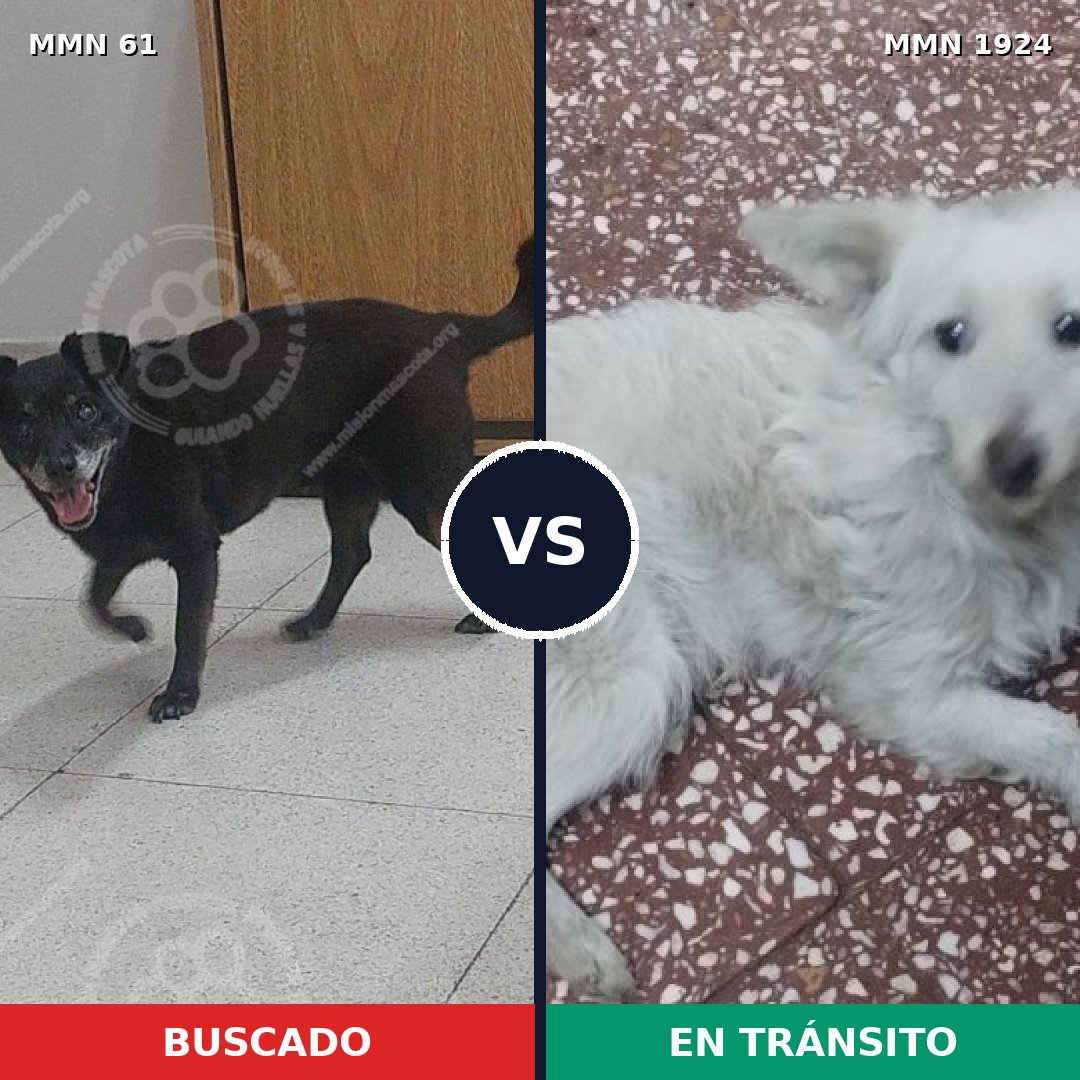 Comparativa MMS 41290: mascota perdida y mascota encontrada, 54% de similitud