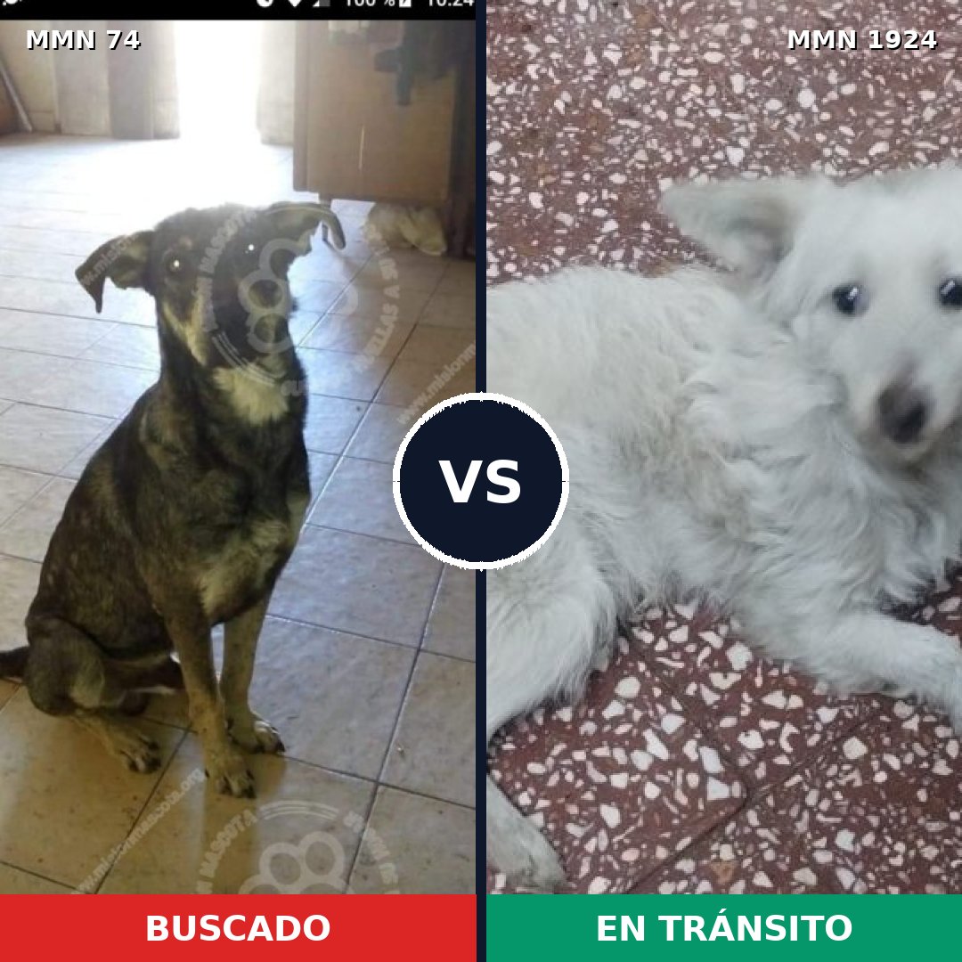 Comparativa MMS 41291: mascota perdida y mascota encontrada, 45% de similitud