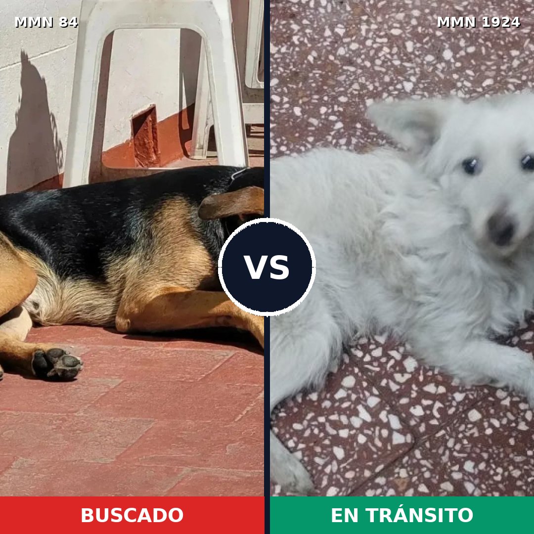 Comparativa MMS 41292: mascota perdida y mascota encontrada, 46% de similitud