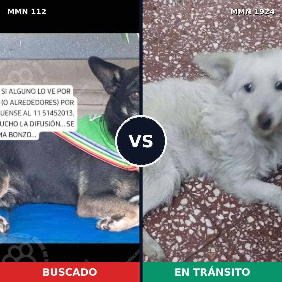 Comparativa MMS 41293: mascota perdida y mascota encontrada, 55% de similitud