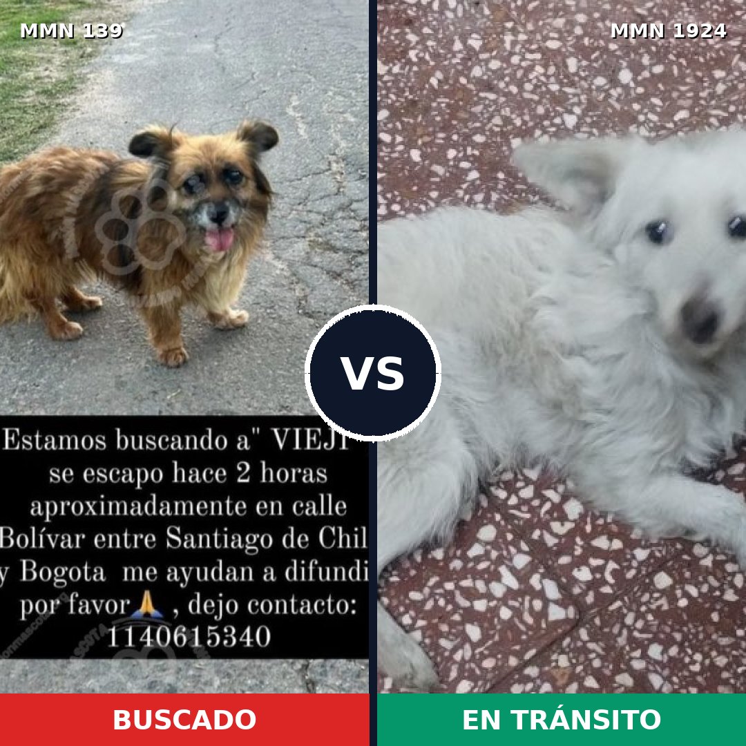 Comparativa MMS 41294: mascota perdida y mascota encontrada, 53% de similitud