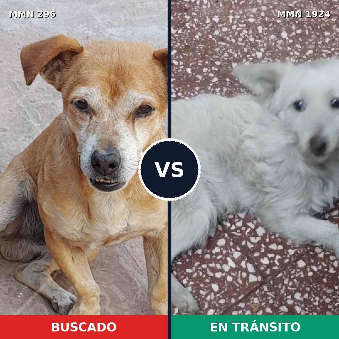 Comparativa MMS 41298: mascota perdida y mascota encontrada, 60% de similitud