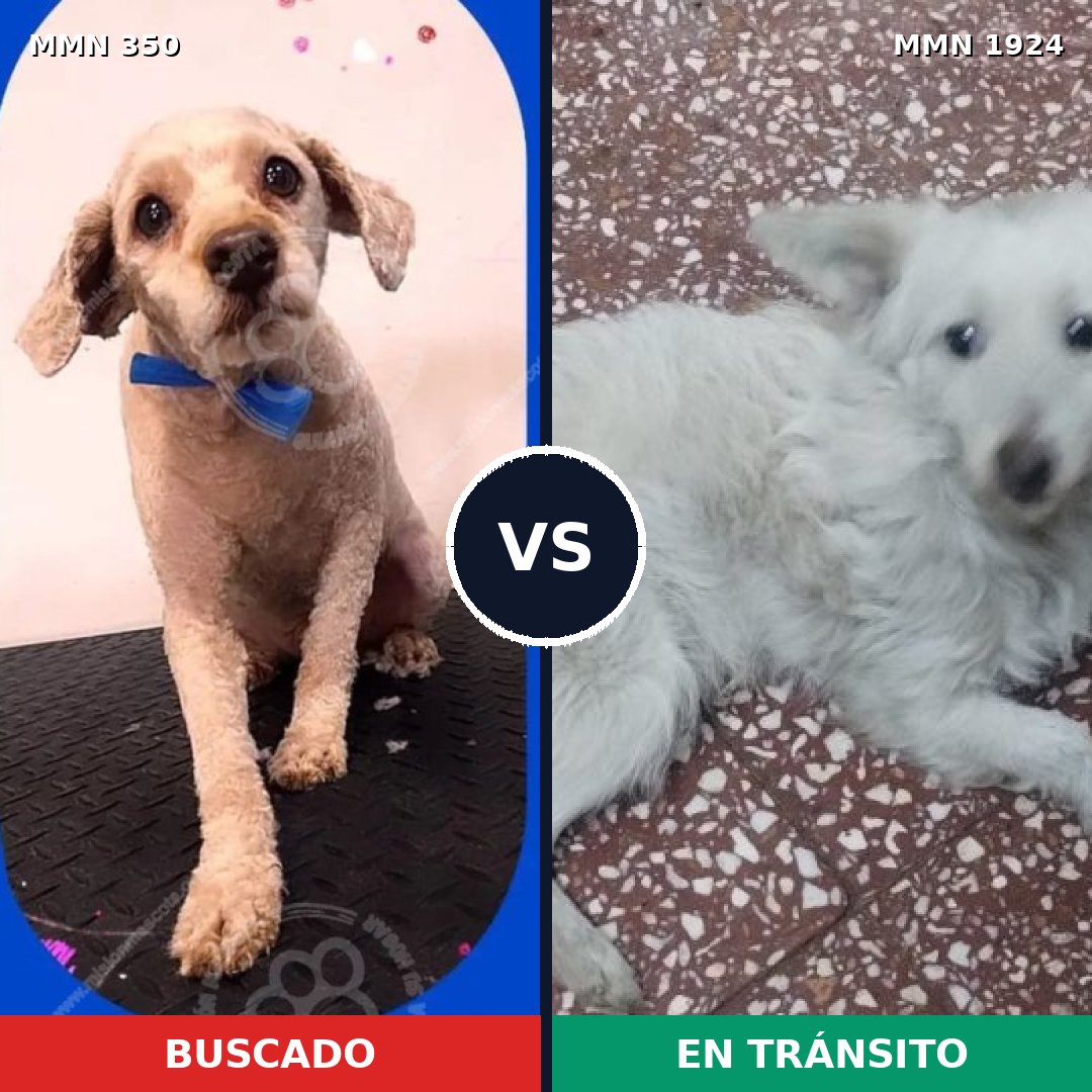 Comparativa MMS 41299: mascota perdida y mascota encontrada, 39% de similitud