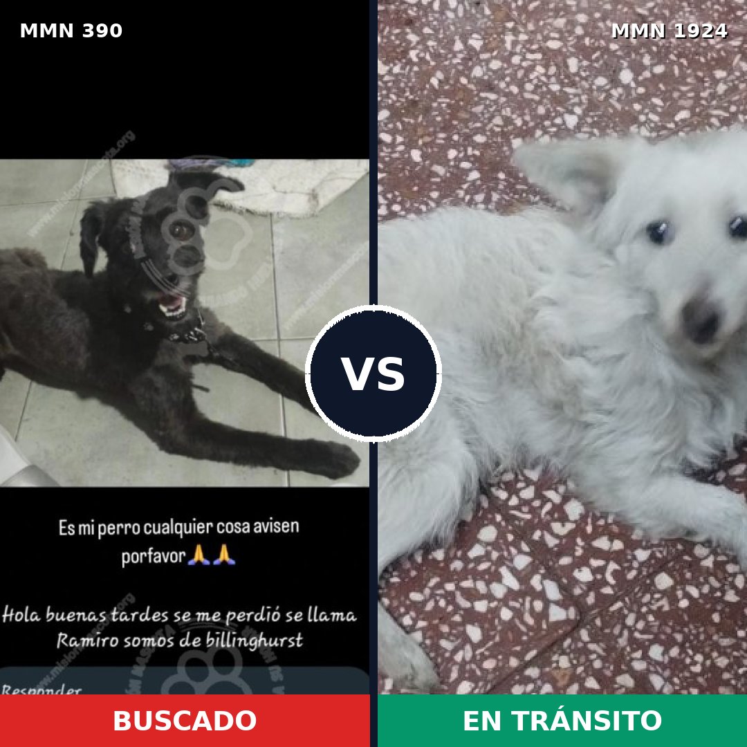 Comparativa MMS 41301: mascota perdida y mascota encontrada, 40% de similitud