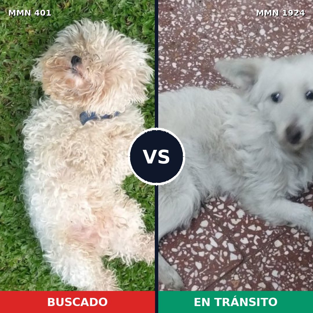 Comparativa MMS 41302: mascota perdida y mascota encontrada, 40% de similitud
