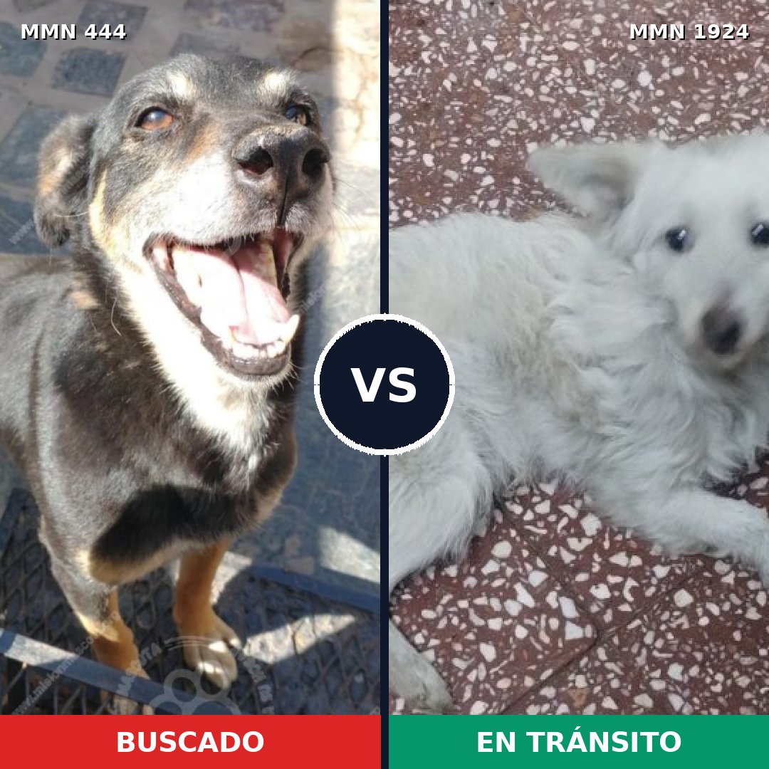 Comparativa MMS 41306: mascota perdida y mascota encontrada, 52% de similitud