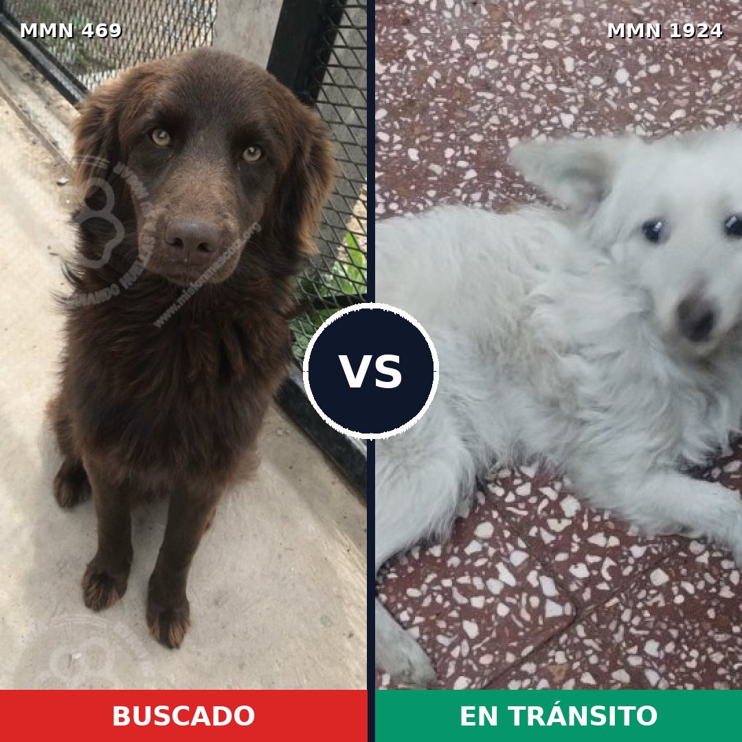 Comparativa MMS 41308: mascota perdida y mascota encontrada, 57% de similitud