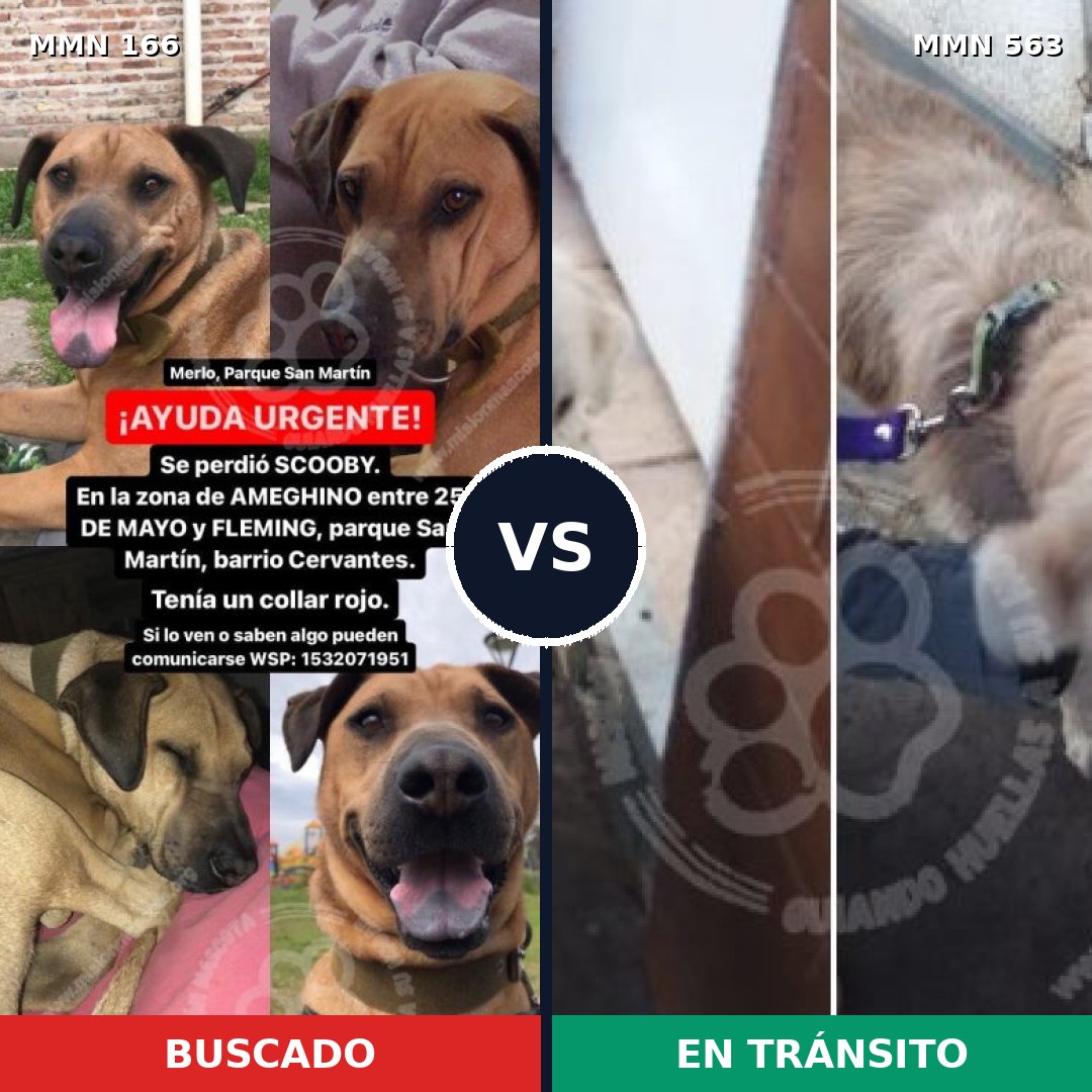 Comparativa MMS 4131: mascota perdida y mascota encontrada, 6% de similitud