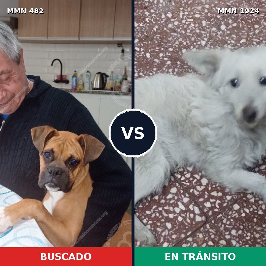 Comparativa MMS 41310: mascota perdida y mascota encontrada, 34% de similitud