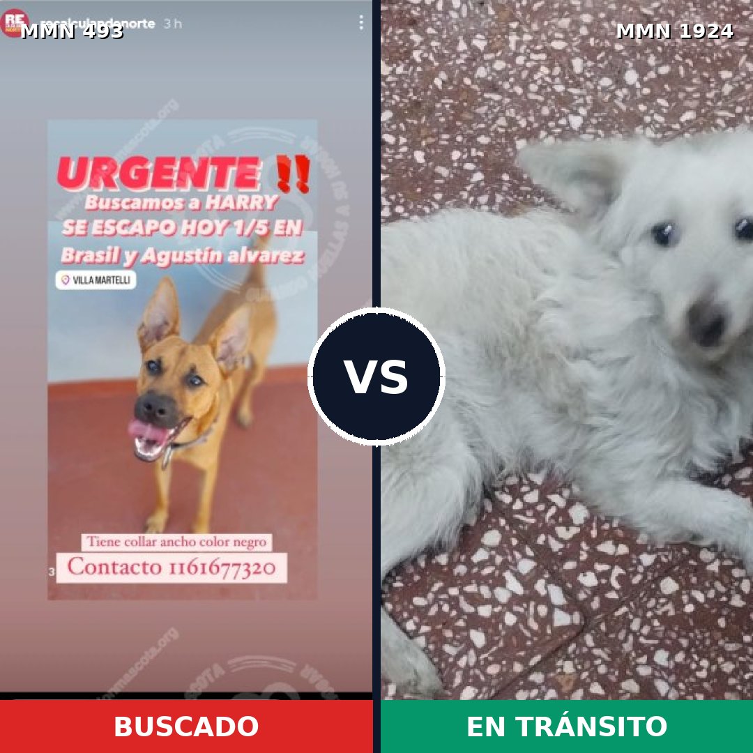 Comparativa MMS 41312: mascota perdida y mascota encontrada, 58% de similitud