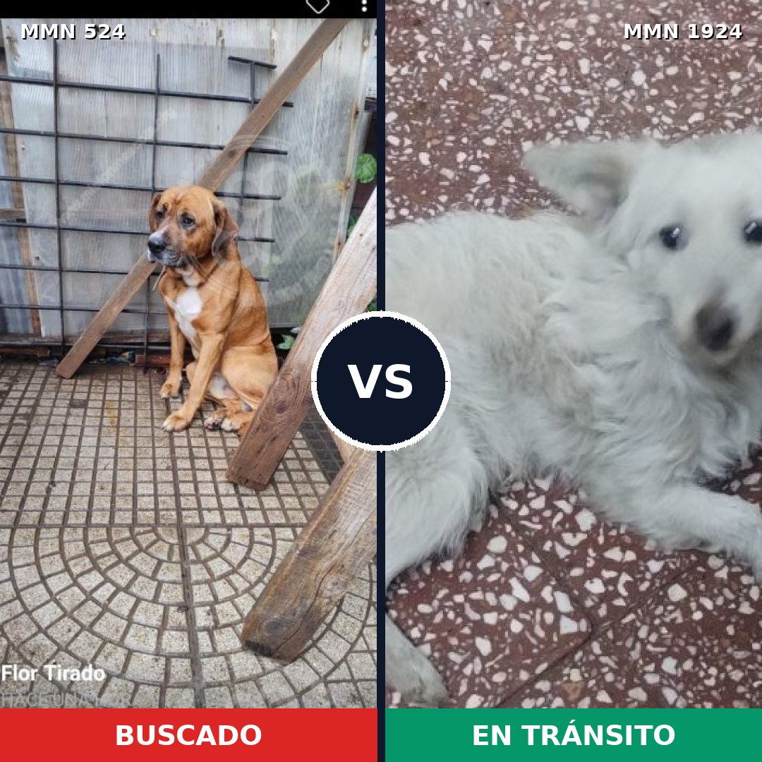Comparativa MMS 41313: mascota perdida y mascota encontrada, 54% de similitud