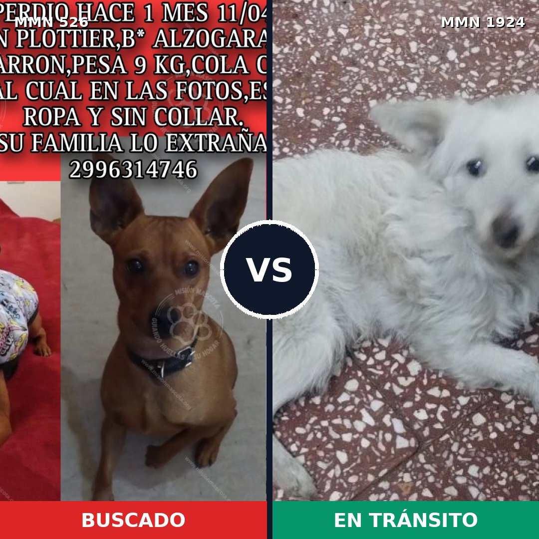 Comparativa MMS 41314: mascota perdida y mascota encontrada, 41% de similitud