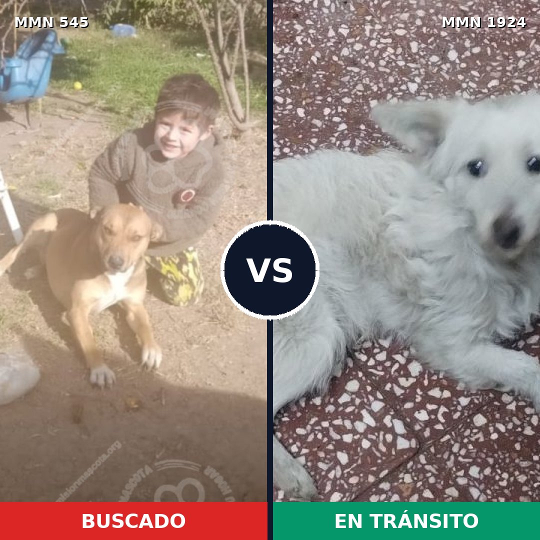 Comparativa MMS 41316: mascota perdida y mascota encontrada, 46% de similitud