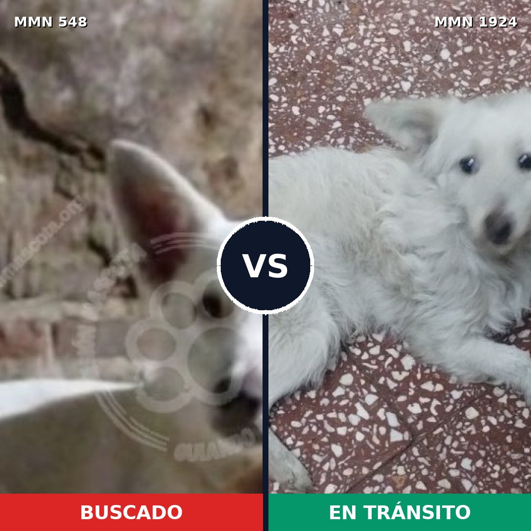 Comparativa MMS 41317: mascota perdida y mascota encontrada, 86% de similitud