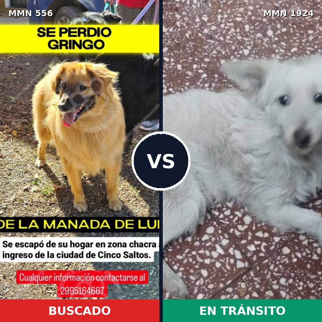 Comparativa MMS 41319: mascota perdida y mascota encontrada, 51% de similitud