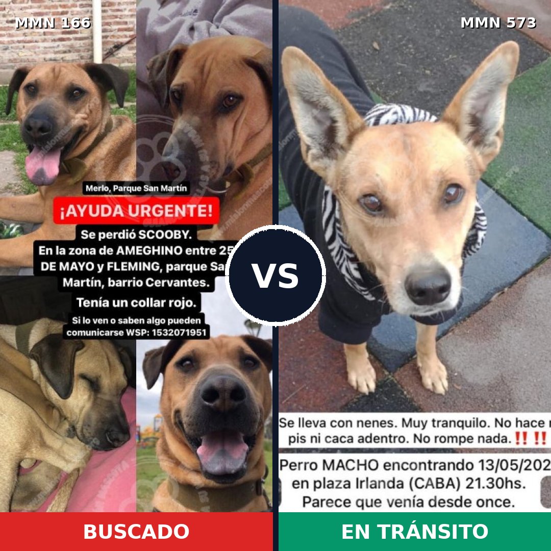 Comparativa MMS 4132: mascota perdida y mascota encontrada, 12% de similitud