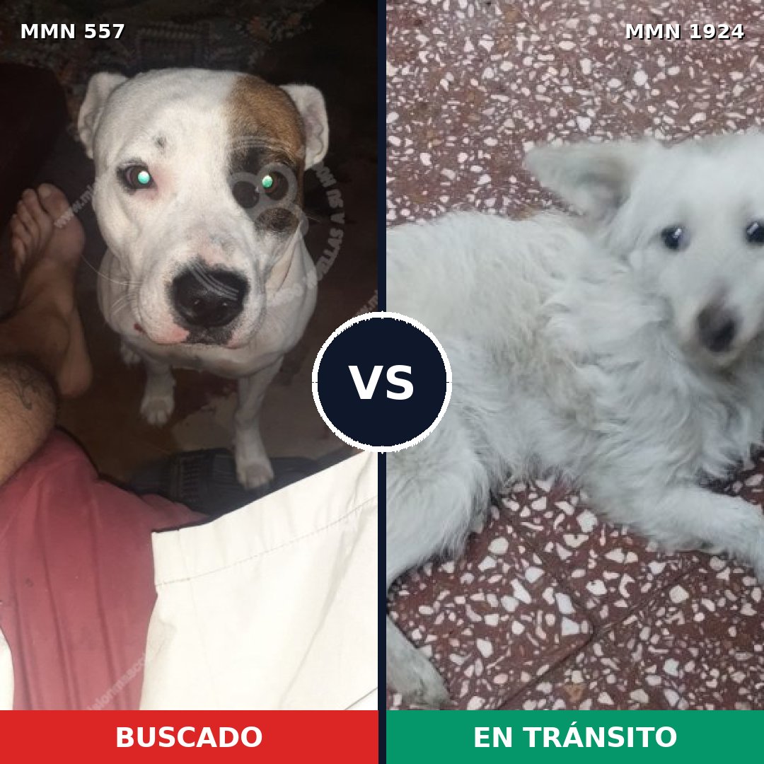Comparativa MMS 41320: mascota perdida y mascota encontrada, 45% de similitud