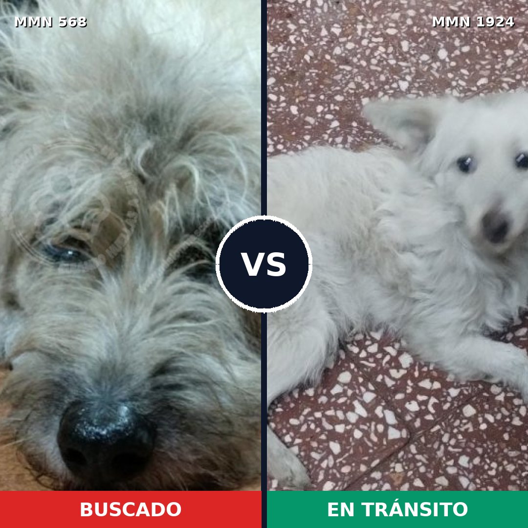 Comparativa MMS 41321: mascota perdida y mascota encontrada, 58% de similitud