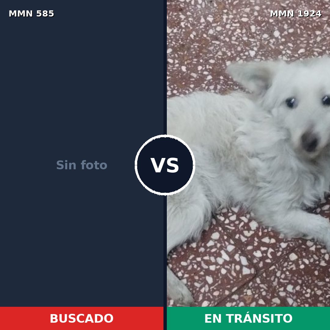 Comparativa MMS 41322: mascota perdida y mascota encontrada, 23% de similitud