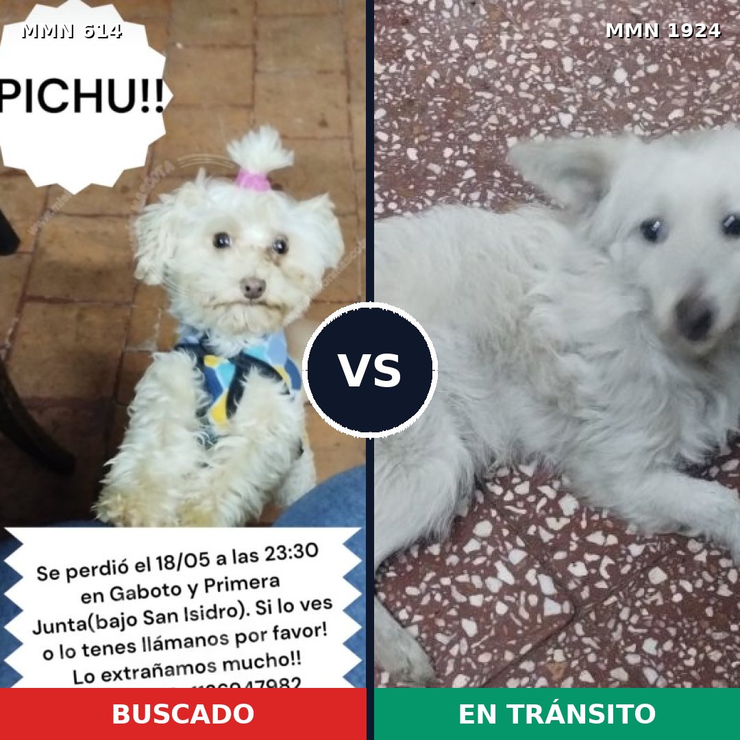 Comparativa MMS 41326: mascota perdida y mascota encontrada, 47% de similitud
