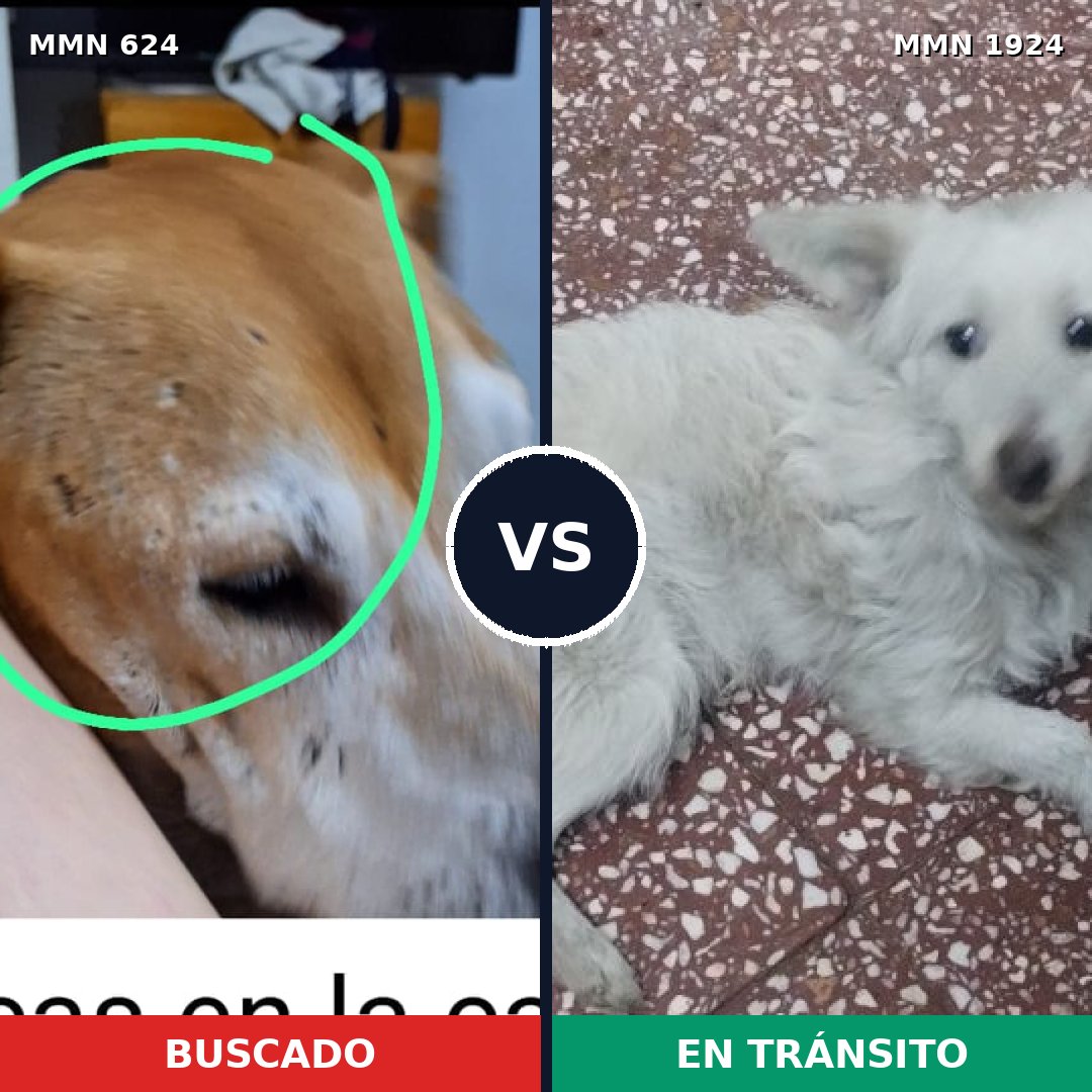 Comparativa MMS 41327: mascota perdida y mascota encontrada, 34% de similitud